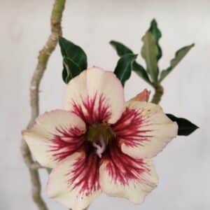 Planta Simples 3274 – 35cm – 03 anos