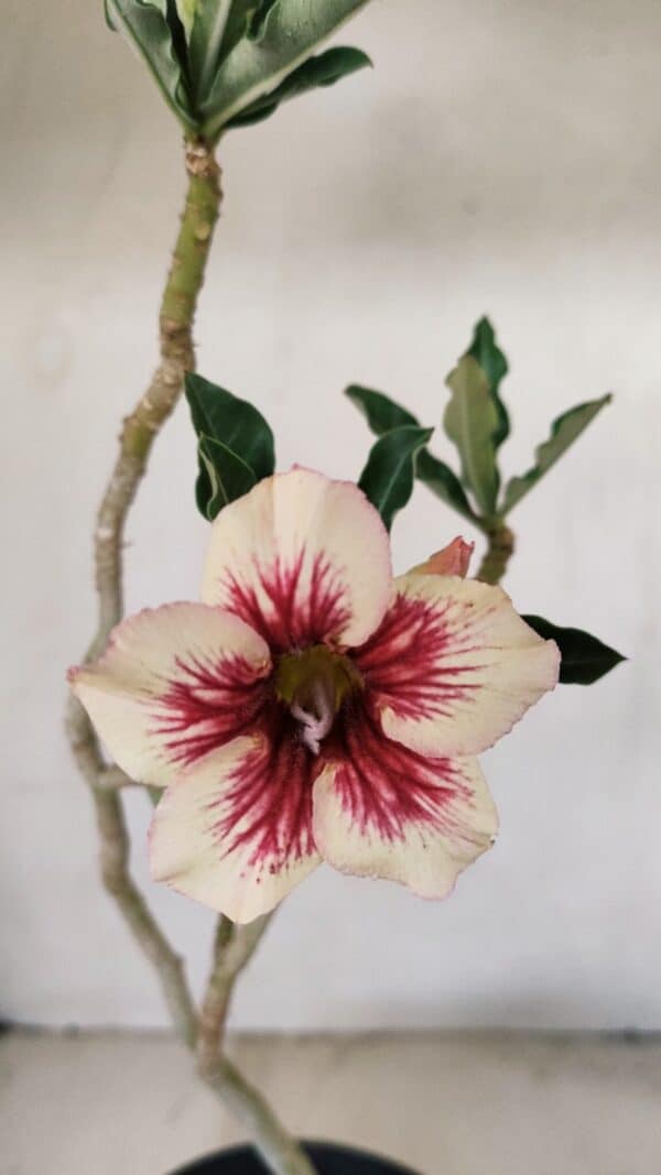 Planta Simples 3274 – 35cm – 03 anos - Imagem 1