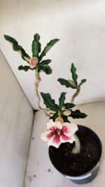 Planta Simples 3274 – 35cm – 03 anos - Imagem 4