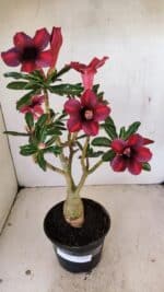 Planta Simples 3276 – 35cm – 03 anos - Imagem 2