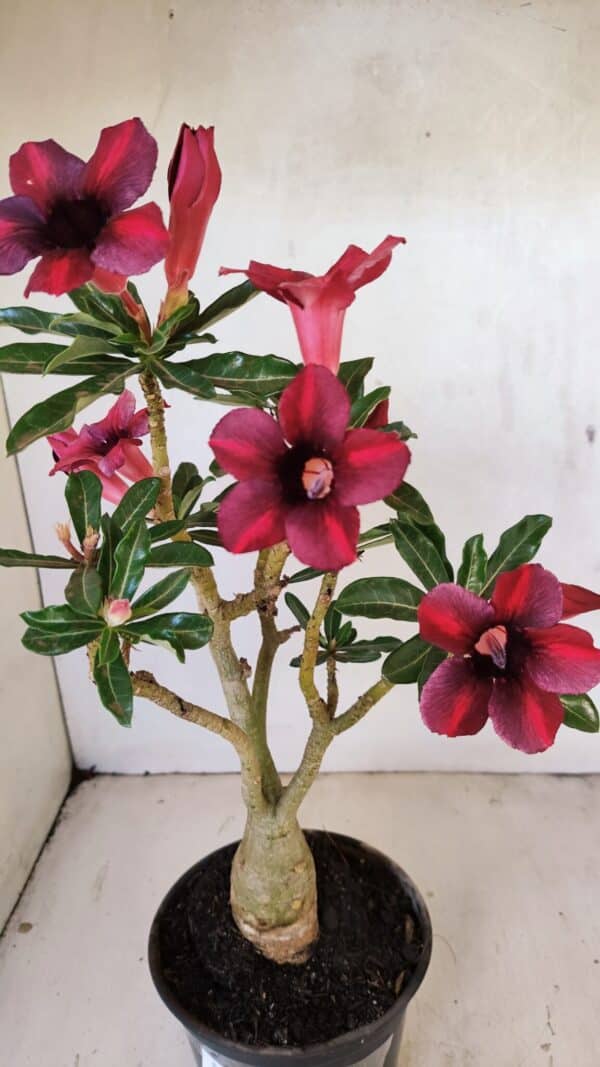 Planta Simples 3276 – 35cm – 03 anos - Imagem 5