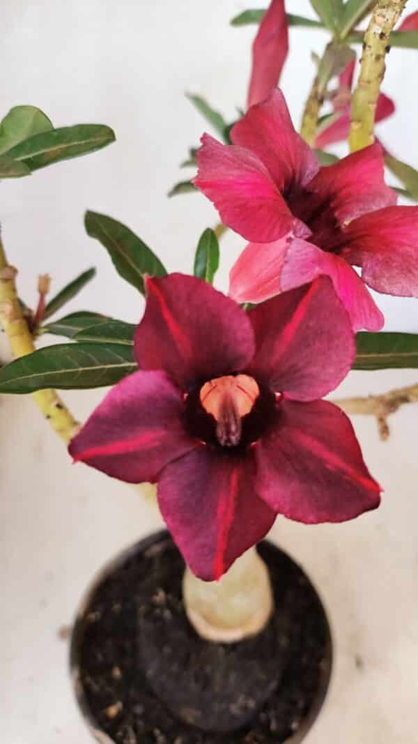Planta Simples 3276 – 35cm – 03 anos - Imagem 1