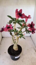 Planta Simples 3276 – 35cm – 03 anos - Imagem 6