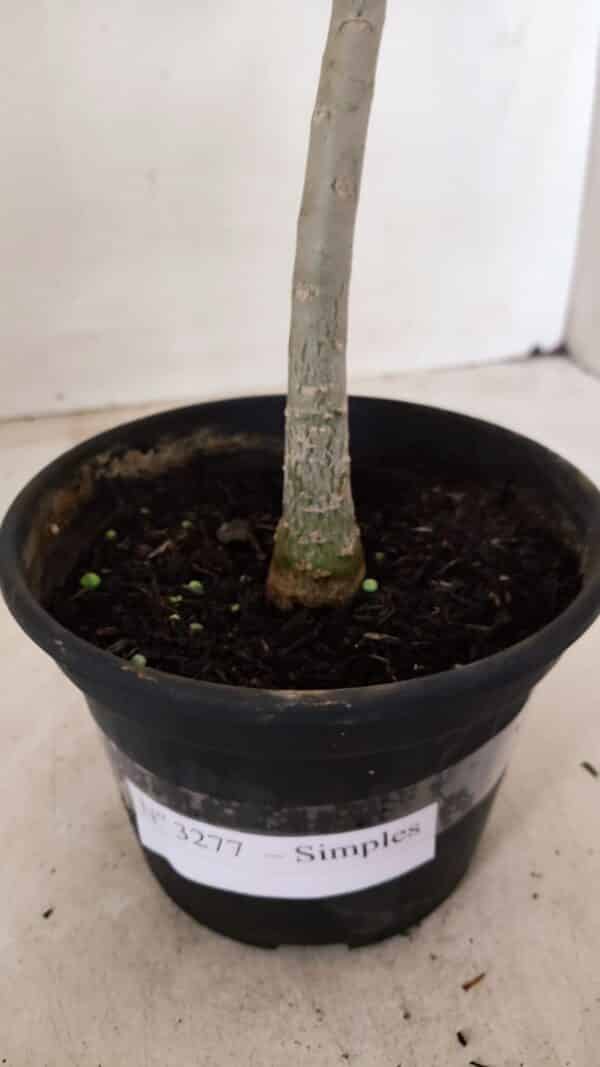 Planta Simples 3277 – 30cm – 02 anos - Imagem 6
