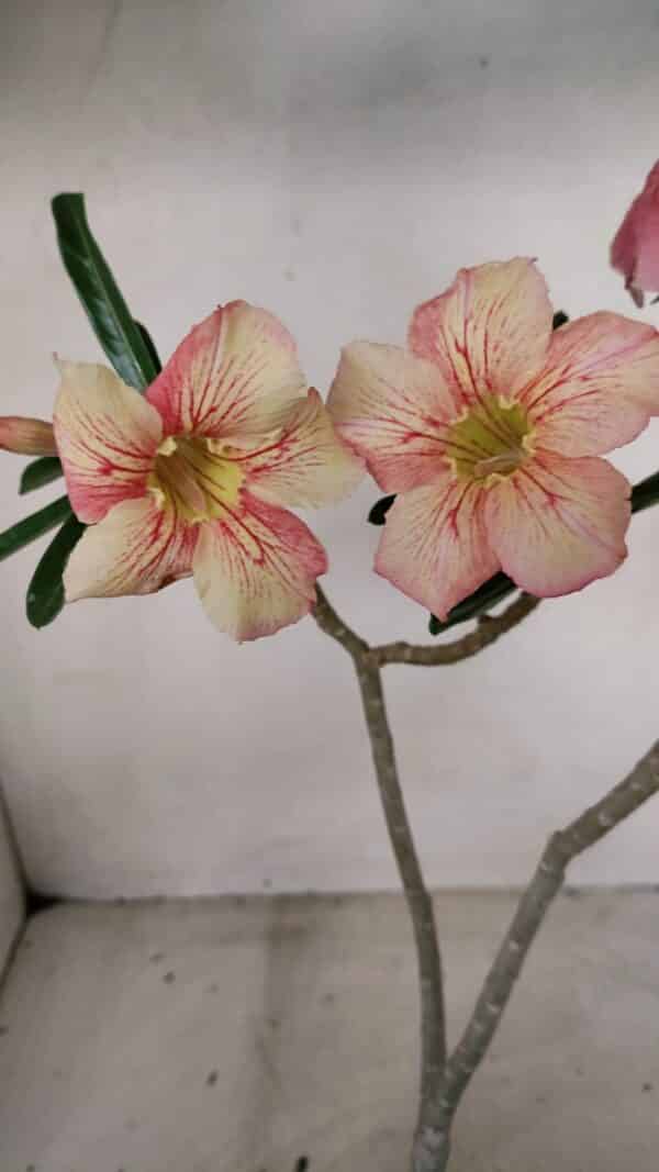 Planta Simples 3277 – 30cm – 02 anos - Imagem 1