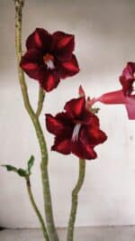 Planta Simples 3278 – 35cm – 03 anos - Imagem 4