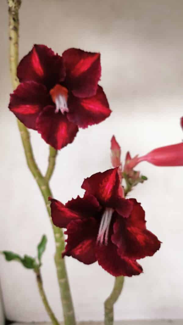 Planta Simples 3278 – 35cm – 03 anos - Imagem 1