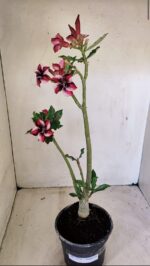 Planta Simples 3279 – 35cm – 03 anos - Imagem 2