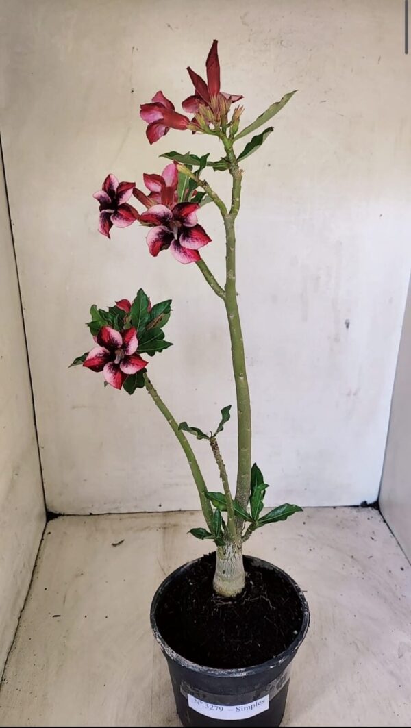 Planta Simples 3279 – 35cm – 03 anos - Imagem 2