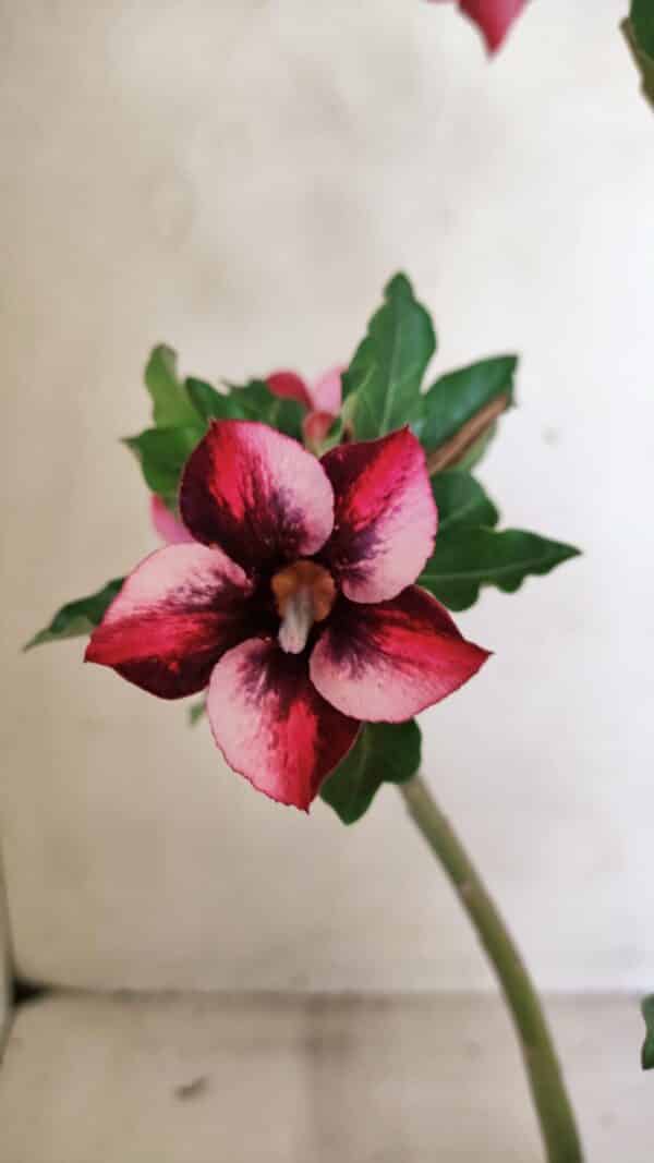 Planta Simples 3279 – 35cm – 03 anos - Imagem 1