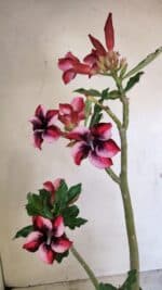 Planta Simples 3279 – 35cm – 03 anos - Imagem 10