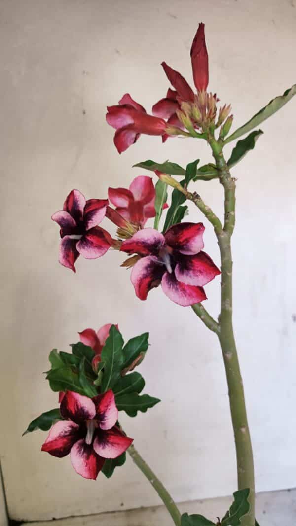Planta Simples 3279 – 35cm – 03 anos - Imagem 10