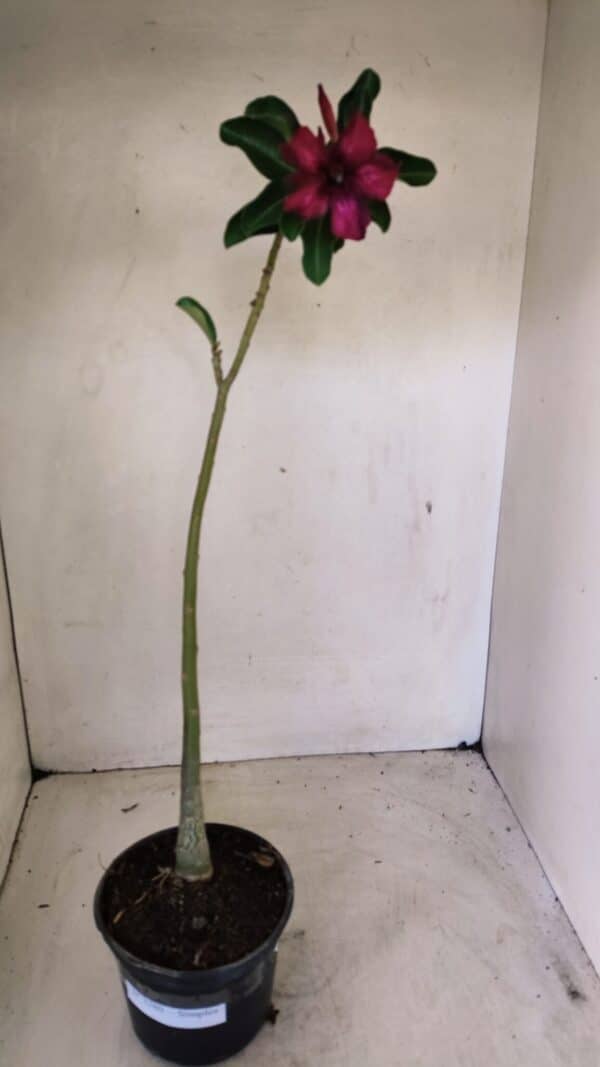 Planta Simples 3280 – 35cm – 03 anos - Imagem 2