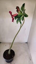 Planta Simples 3280 – 35cm – 03 anos - Imagem 4