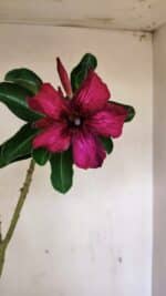Planta Simples 3280 – 35cm – 03 anos