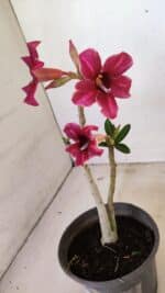 Planta Simples 3281 – 30cm – 02 anos - Imagem 5