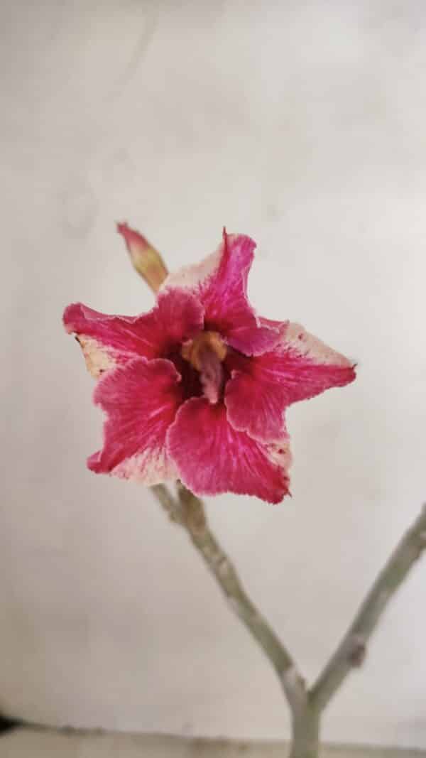 Planta Simples 3282 – 30cm – 02 anos - Imagem 1