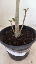 Planta Simples 3282 – 30cm – 02 anos - Imagem 6