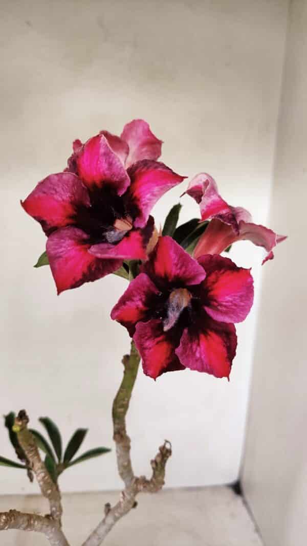 Planta Simples 3283 – 35cm – 03 anos - Imagem 1