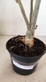 Planta Simples 3283 – 35cm – 03 anos - Imagem 9