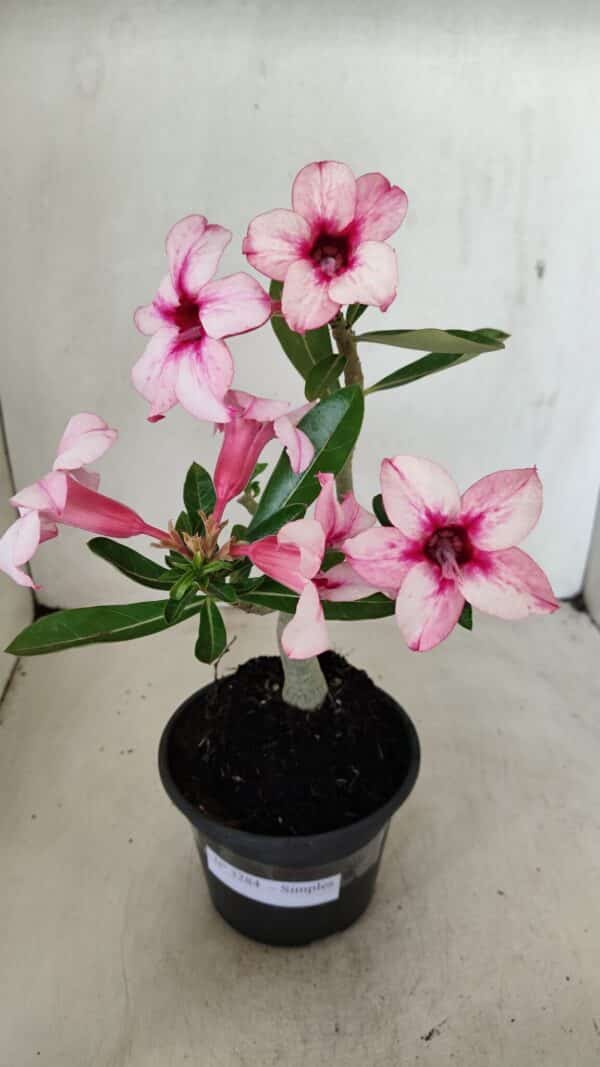 Planta Simples 3284 – 30cm – 02 anos - Imagem 1
