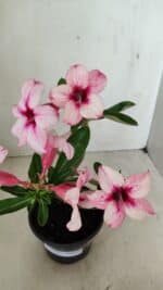 Planta Simples 3284 – 30cm – 02 anos - Imagem 4