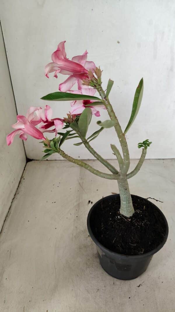 Planta Simples 3284 – 30cm – 02 anos - Imagem 6