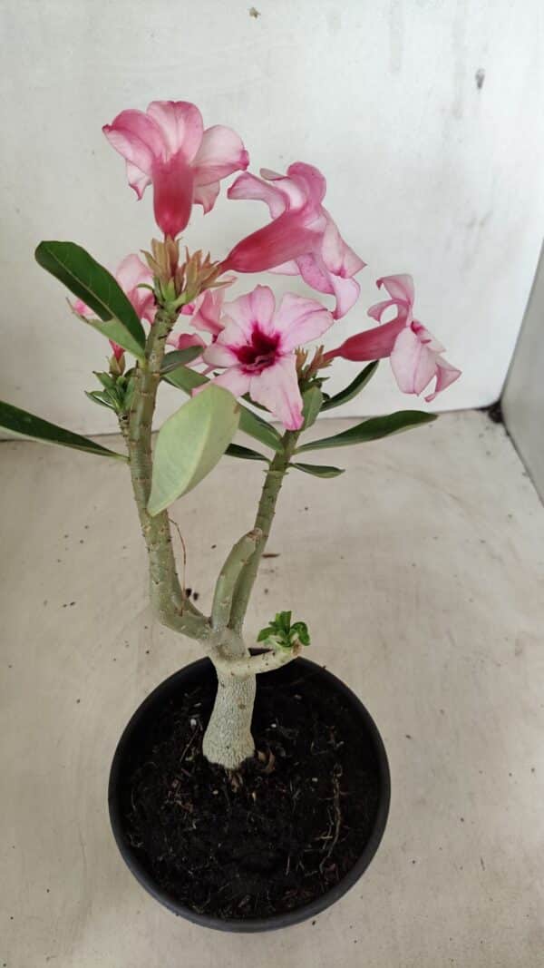 Planta Simples 3284 – 30cm – 02 anos - Imagem 5