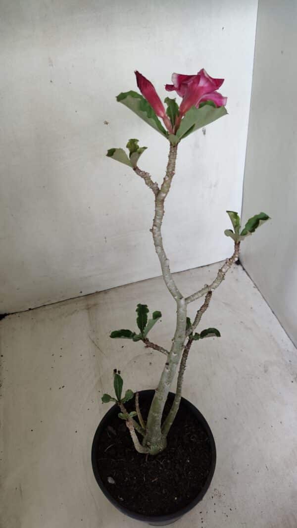 Planta Simples 3285 – 35cm – 03 anos - Imagem 4