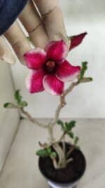 Planta Simples 3285 – 35cm – 03 anos