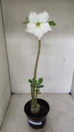 Planta Simples 3286 – 35cm – 03 anos - Imagem 2