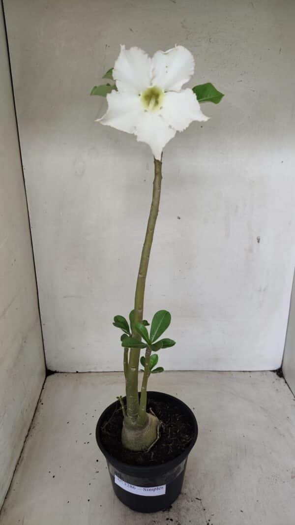 Planta Simples 3286 – 35cm – 03 anos - Imagem 2