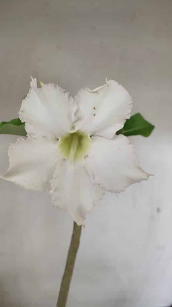 Planta Simples 3286 – 35cm – 03 anos - Imagem 1