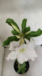Planta Simples 3286 – 35cm – 03 anos - Imagem 4
