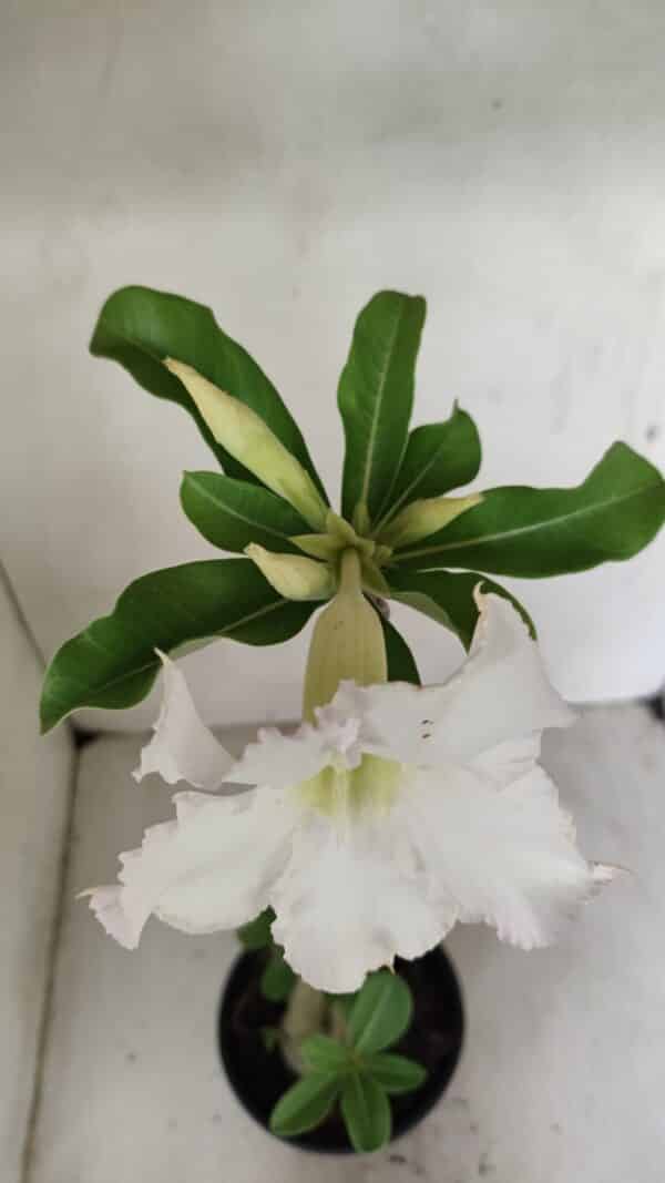 Planta Simples 3286 – 35cm – 03 anos - Imagem 4