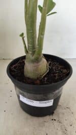 Planta Simples 3286 – 35cm – 03 anos - Imagem 10