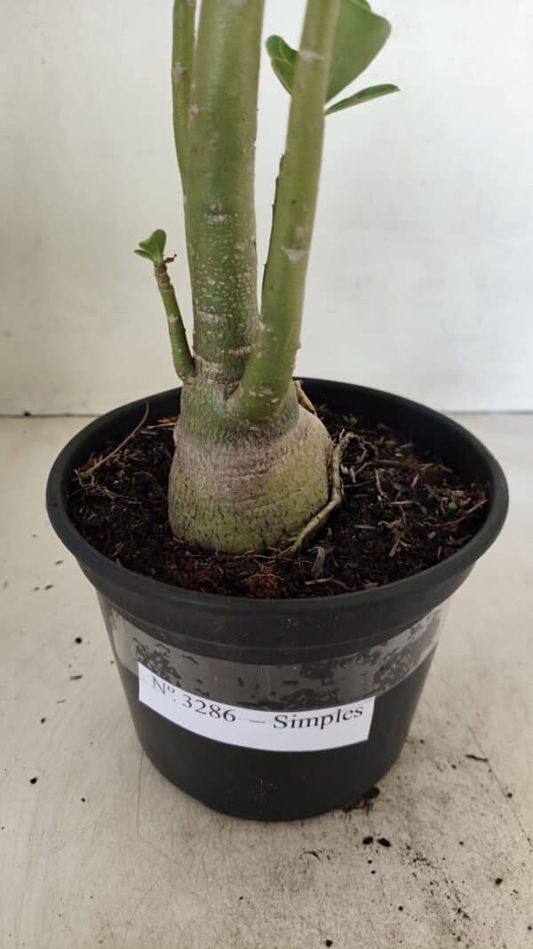 Planta Simples 3286 – 35cm – 03 anos - Imagem 10