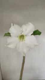 Planta Simples 3286 – 35cm – 03 anos - Imagem 3
