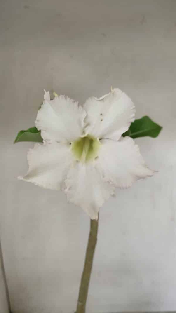Planta Simples 3286 – 35cm – 03 anos - Imagem 3