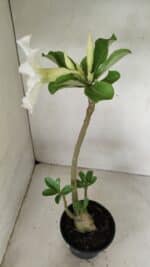 Planta Simples 3286 – 35cm – 03 anos - Imagem 5