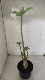 Planta Simples 3286 – 35cm – 03 anos - Imagem 9