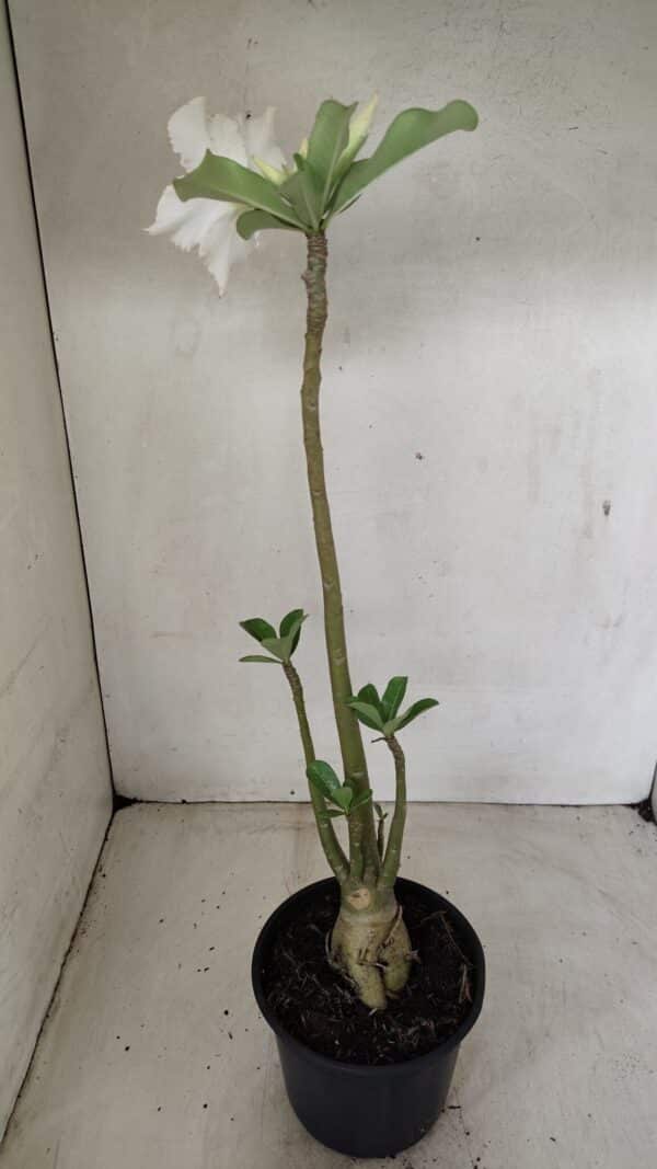 Planta Simples 3286 – 35cm – 03 anos - Imagem 9