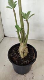 Planta Simples 3286 – 35cm – 03 anos - Imagem 8