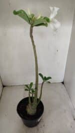 Planta Simples 3286 – 35cm – 03 anos - Imagem 6
