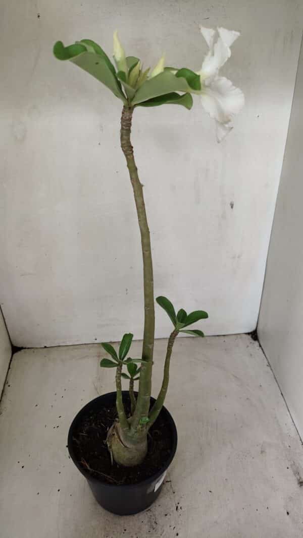 Planta Simples 3286 – 35cm – 03 anos - Imagem 6