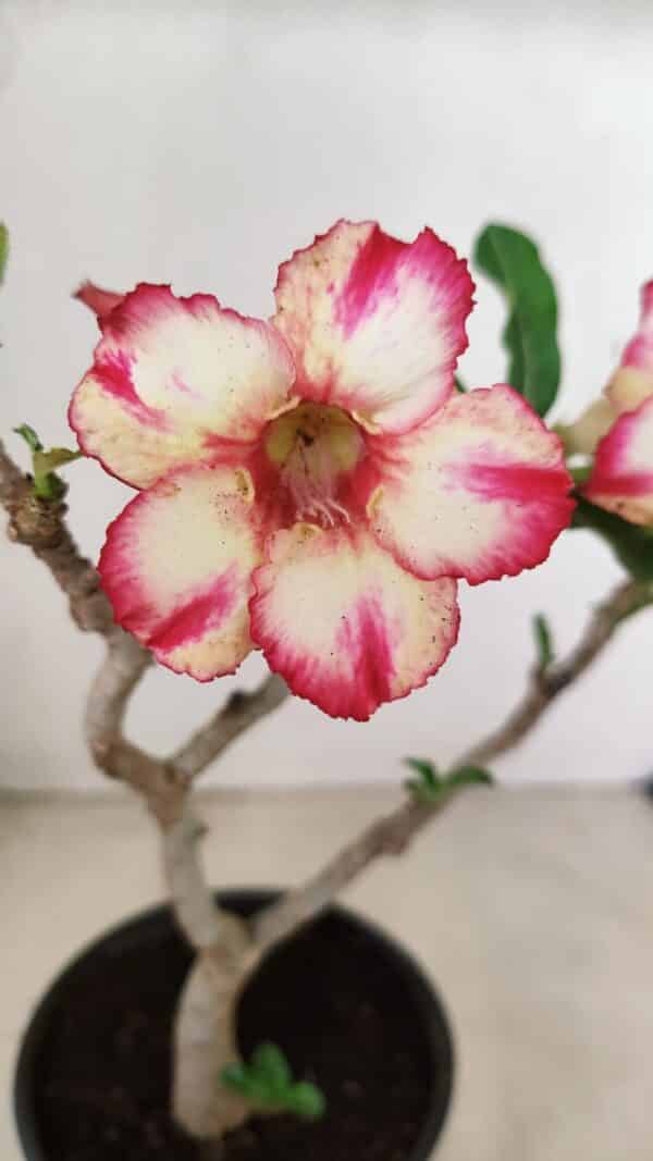 Planta Simples 3287 – 30cm – 02 anos - Imagem 1