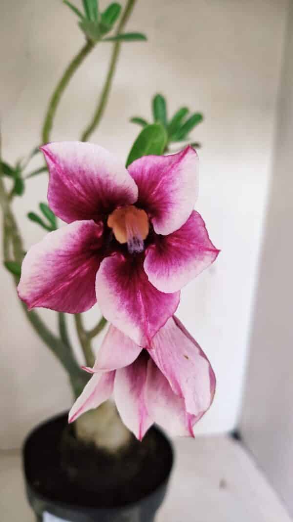Planta Simples 3288 – 55cm – 04 anos - Imagem 1