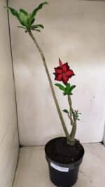 Planta Simples 3289 – 50cm – 04 anos - Imagem 2