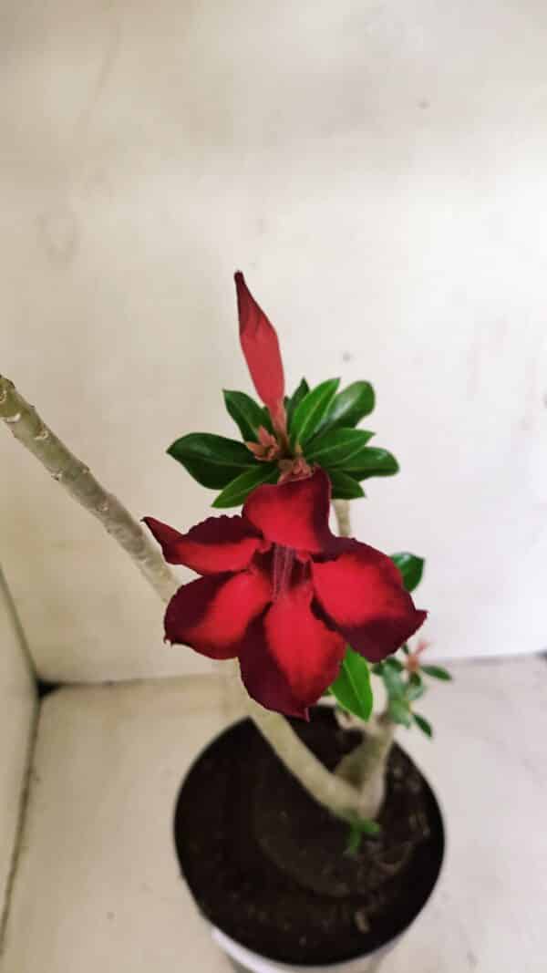 Planta Simples 3289 – 50cm – 04 anos - Imagem 4