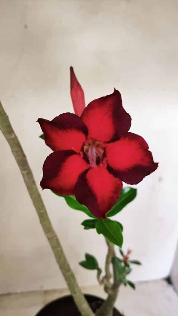 Planta Simples 3289 – 50cm – 04 anos - Imagem 1